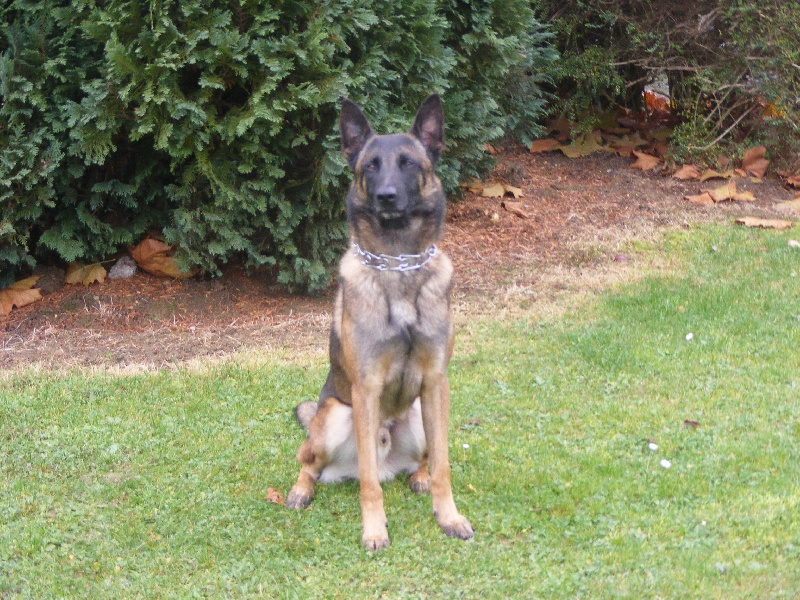 FALCO dit "MAX" du clos des kador