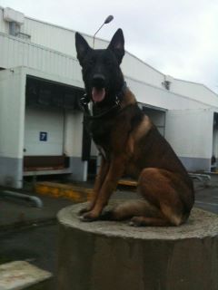 Fargo des Compagnons de Selena