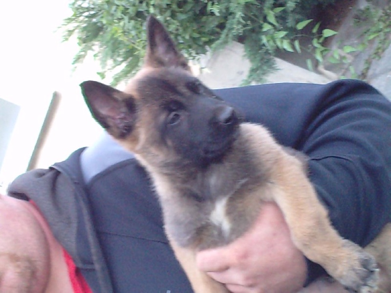 des Compagnons de Selena - Berger Belge - Portée née le 06/07/2010