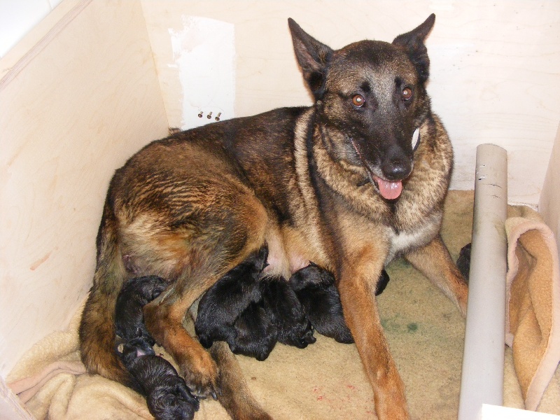 des Compagnons de Selena - Berger Belge - Portée née le 06/10/2009